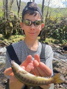 Brown Trout
