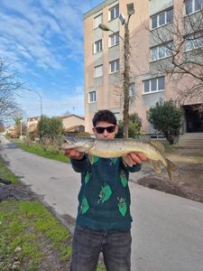 Northern Pike