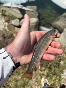 Brook Trout