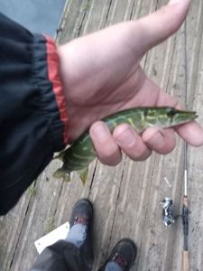 Northern Pike