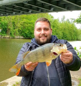 European Perch