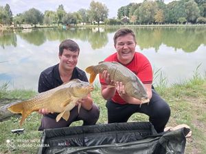 Common Carp