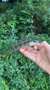 European Perch