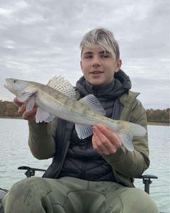Zander