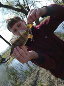 European Perch