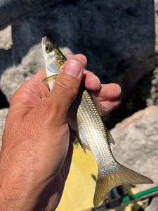 Leaping Mullet