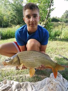 Common Carp