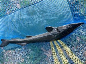 Sturgeon