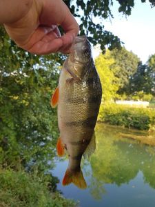 European Perch