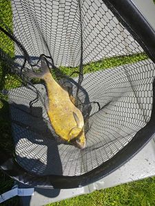Common Bream