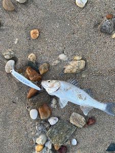 European Bass (Seabass)