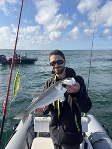 European Bass (Seabass)