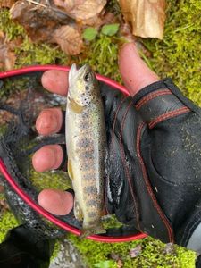 Brown Trout