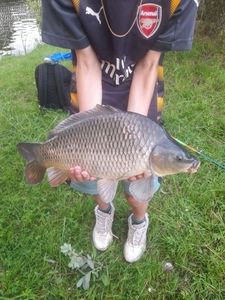 Common Carp