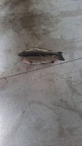 Rainbow Trout