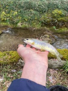 Brown Trout