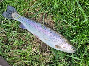 Rainbow Trout