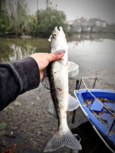Zander