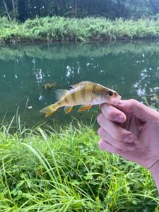 European Perch