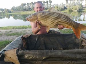 Common Carp