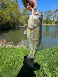 Largemouth Bass