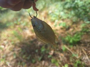 Green Sunfish