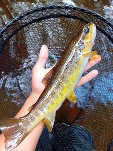 Brown Trout