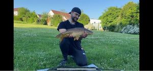 Common Carp