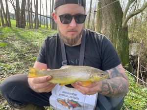 Brown Trout