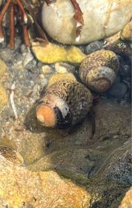 Common Periwinkle