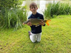 Common Carp