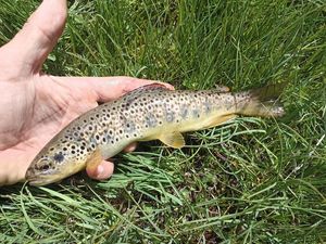 Brown Trout