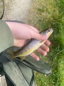 Brown Trout