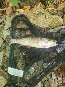 Rainbow Trout