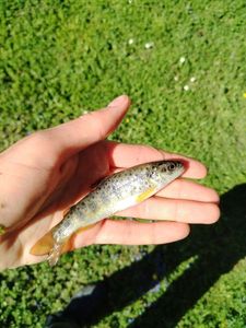Brown Trout