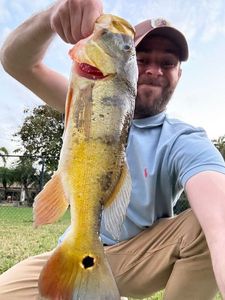 Peacock Bass ( Monoculus)