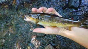 Brown Trout