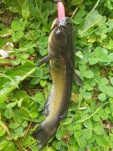 Black Bullhead