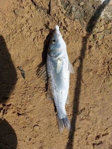 European Bass (Seabass)