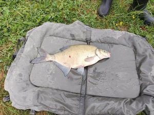 Blue Bream