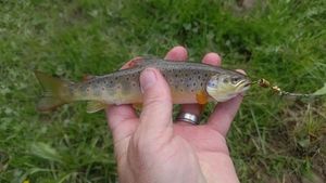 Brown Trout
