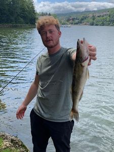 Zander