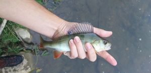 European Perch