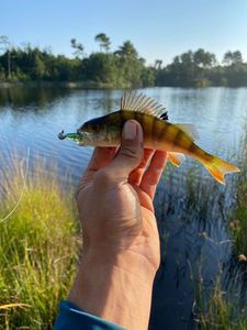 European Perch