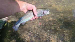 Rainbow Trout