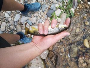 Brown Trout