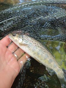 Brown Trout