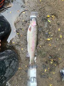 Rainbow Trout