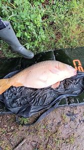 Leather Carp