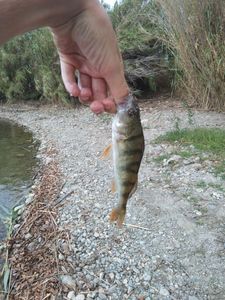 European Perch
